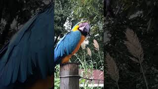 Parrot talking funny #shorts