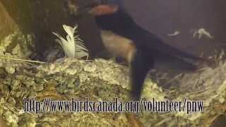 How to Report Barn Swallow Nests on Project NestWatch