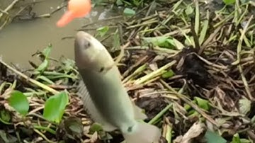 Câu cá rô đồng giật những con cá rô mề sướng tay quá || @Tranvantung63 || T269