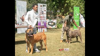 BOERBOEL ASSOCIATION OF EAST AFRICA 1st FUN DAY 2022 ( Dog Tv Kenya Episode 41)