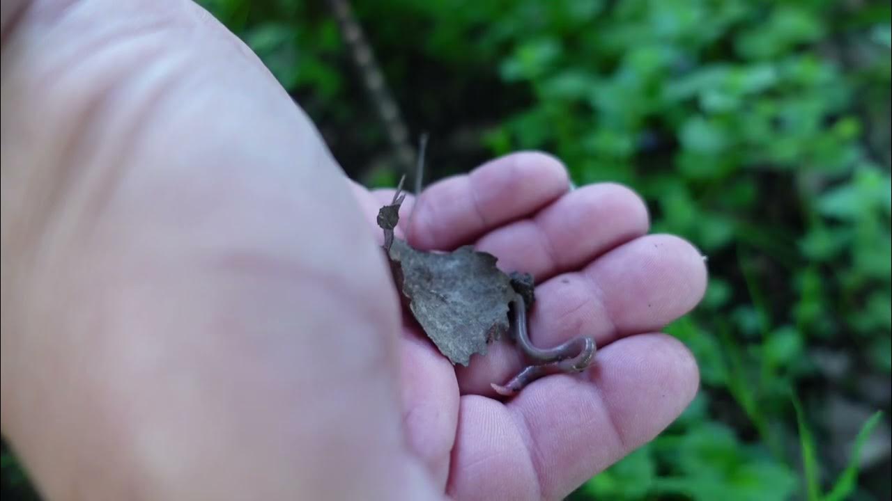 Free Fishing Worms using Amazing Grunt Sticks YouTube