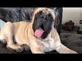 English Mastiff Rambo Part 2