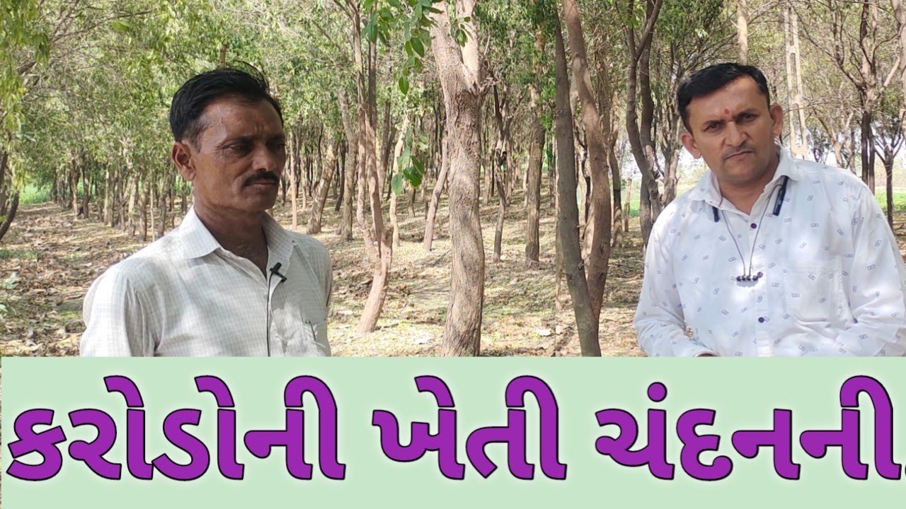 ચંદનની ખેતી શા માટે કરોડોની ગણાય...?