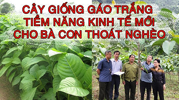 Cây Giống Gáo Trắng Tiềm Năng Kinh Tế Mới Cho Bà Con 0798 414 414
