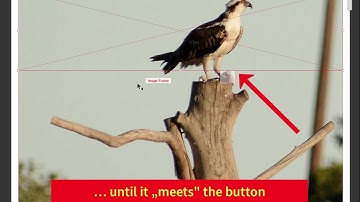 Adobe Muse: Synchronously Moving Elements