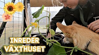 vlogg - INREDER VÄXTHUSET - inte så mycket hund i denna video..