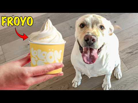 Labrador Taste Tests Froyo Dog Treats!!