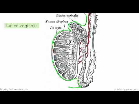Introduction To Male Reproductive Anatomy Part 1 Testis And Epididymis