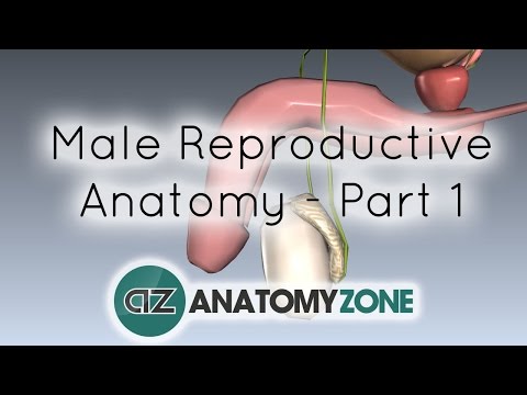 Video: Mannlige Kjønnsorganer: Anatomi, Funksjon Og Mer