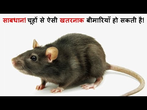 वीडियो: क्या देहात के चूहे खतरनाक हैं?