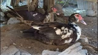 Bebek Bebekku | Suara Entok Bebek Betina