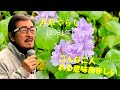 「浮草ぐらし」 字幕付きカバー 1981年 吉岡治作詞 市川昭介作曲 都はるみ 若林ケン 昭和歌謡シアター ~たまに平成の歌~の歌~