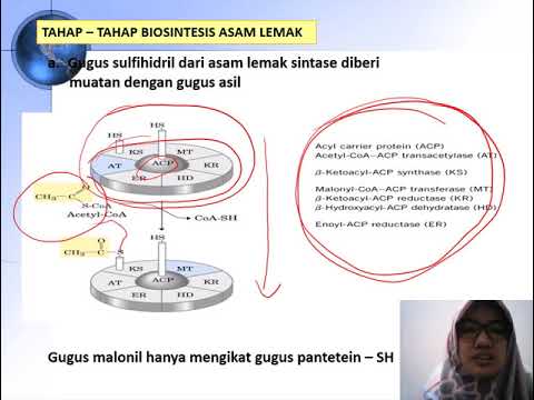 11  BIOSINTESIS LIPID