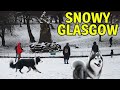 Snowy walk in glasgow with dogs