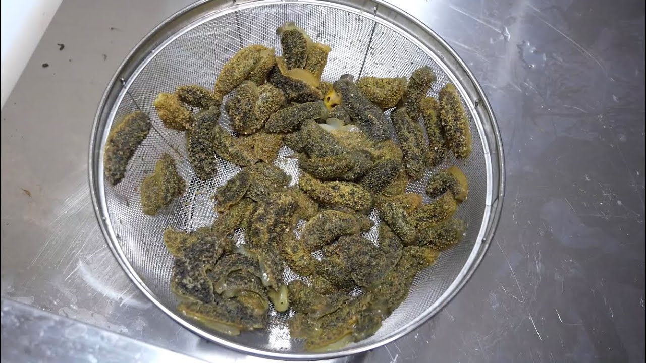 巨大ナメクジ 大量に食べてみると Youtube 巨大ナメクジ 大量に食べてみると Youtube
