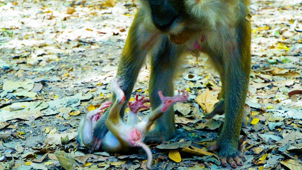 Poor Baby Monkey Levy Just 4 Days Old After Birth | Monkey Libby Weaning Her Innocent Baby Levy