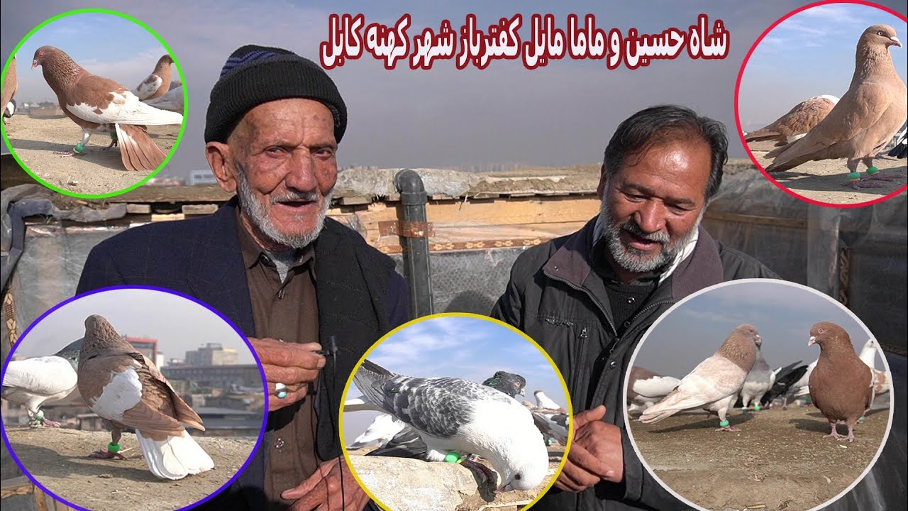 کفتربازی کابل،  کاکا مایل از کفتربازان شهر کهنه است