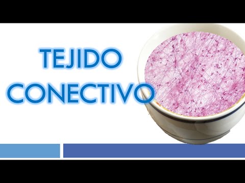 Vídeo: Diferencia Entre Tejido Conectivo Suelto Y Denso