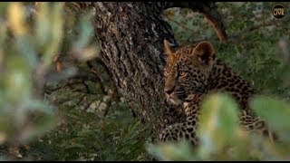 Safari Live : Thandi Female Leopard and Tlalamba her cub on drive yesterday  April 2