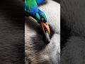 A beautiful bird is helping the panda #wildlife #animals #worm #bird #Asmr #panda