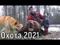 ОХОТА НА МЕДВЕДЯ.КРУПНЫЙ ЗВЕРЬ.Зверовая охота с лайками 2021г.