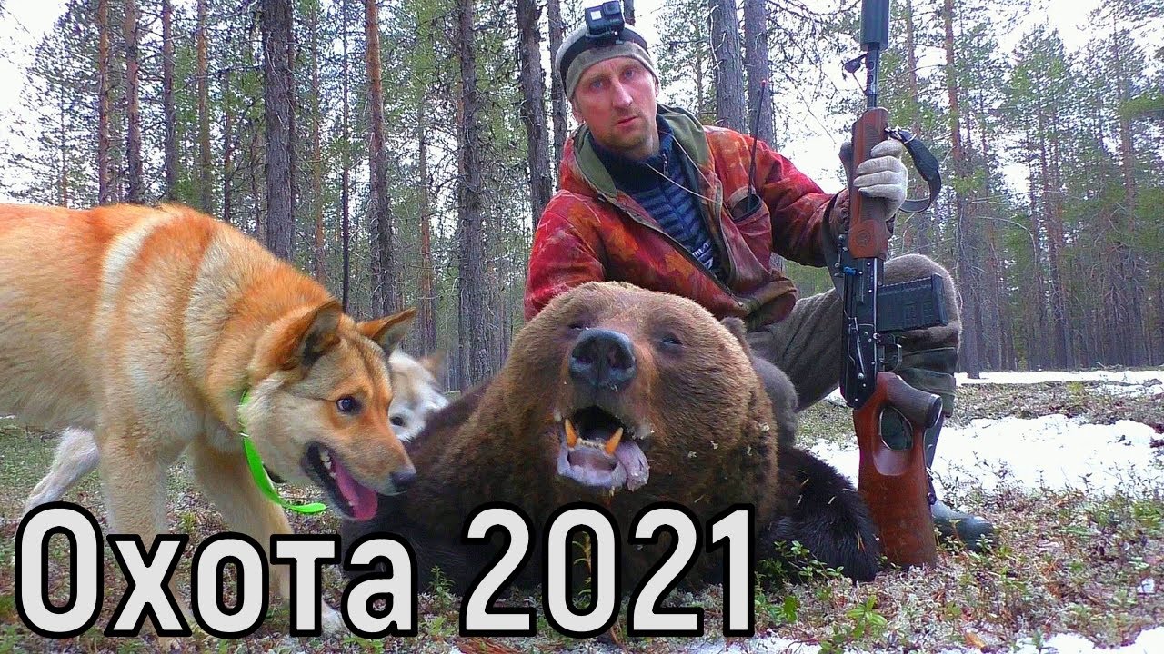 Охота на медведя видео 2023. Охота на медведя с лайками 2021. Таежный охота на медведя. Охота на медведя слаиками.