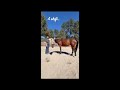 Equine Brainspotting Therapy Demo
