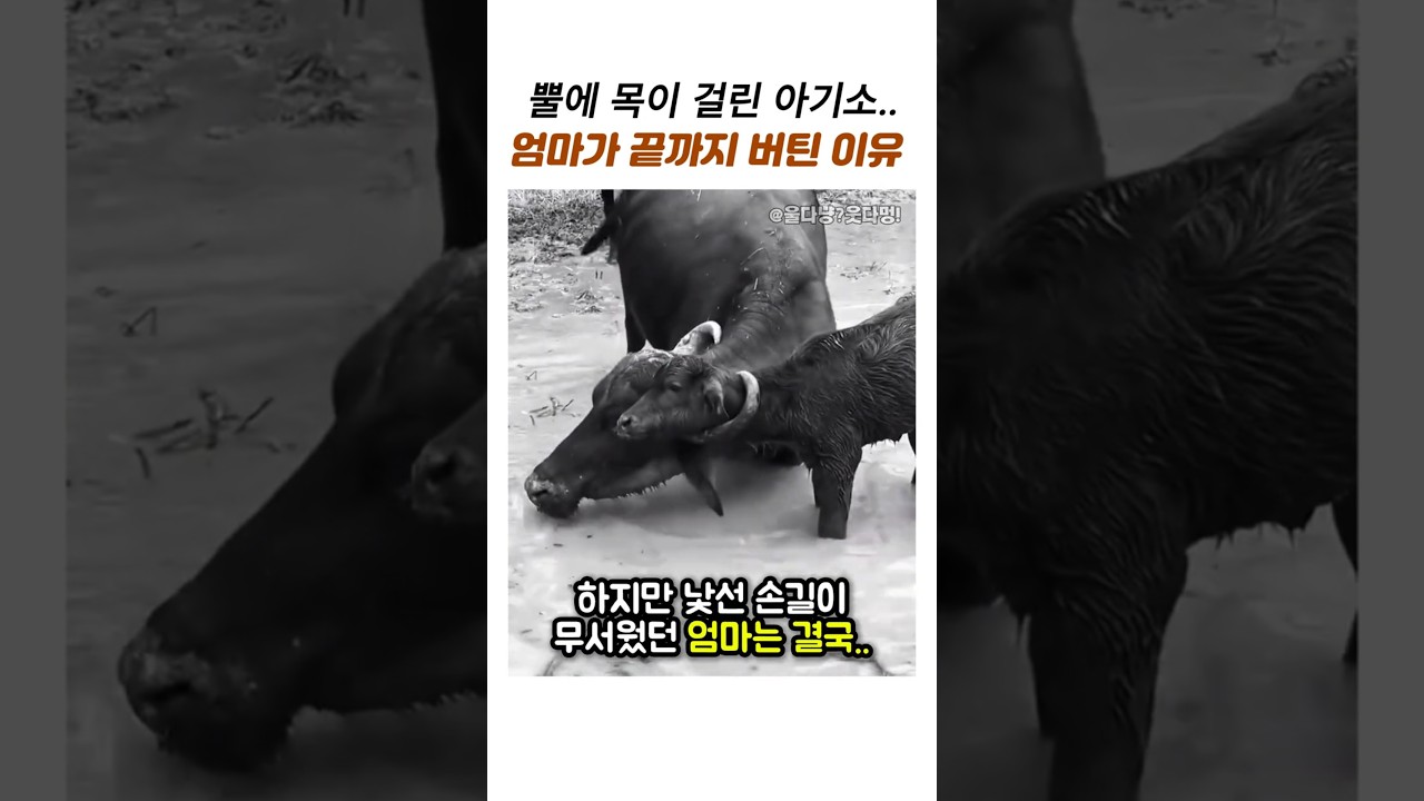 뿔에걸린 새끼소 가만히 있었떤이유