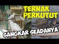 Ternak perkutut dengan sangkar seadanya untuk usaha sampingan hasil menjanjikan