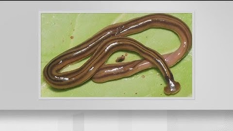 Toxic hammerhead worm not actually a bad thing for Georgia | Here