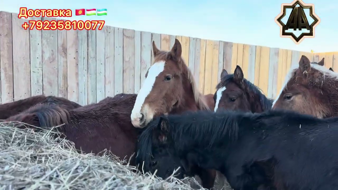 Г Абакан Дилмурад Хожи Йилқилари Савдолар Қизиб бормоқда 16.02.2026 йил 
