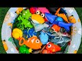 Learn Sea Animals for Kids - Fun Facts & Amazing Sea Creature Toys! Educational Videos For Toddlers