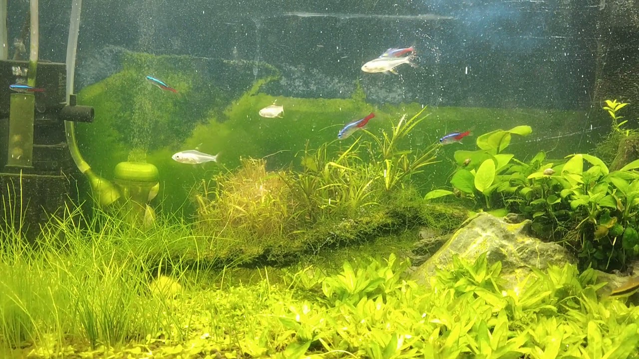 DIY CO2 aquarium heavy pearling... YouTube