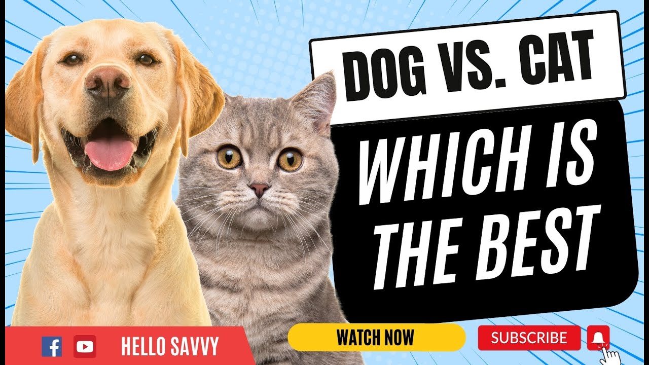 Dog vs. Cat Which Pet is Better? Tips for Choosing the Right Pet for