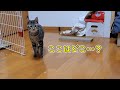 初めてママの実家で一夜を過ごす猫の様子