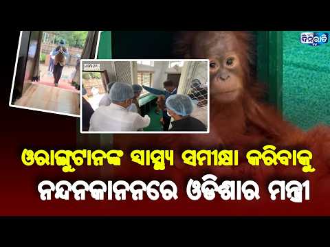 ନନ୍ଦନକାନନ ପ୍ରାଣୀ ଉଦ୍ୟାନରେ ଓଡ଼ିଶାର ମନ୍ତ୍ରୀ. || NANDANKANAN || MINISTER || ORANGUTAN ||