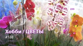 233#188 / Хобби Цветы / 02.2020 - МОСКВА. ОБЗОР