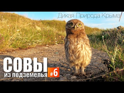 Dungeon's Owls. Episode 6. Near the new burrow.