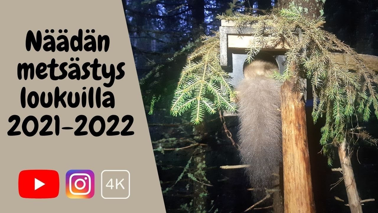 Pine marten hunting with traps / Näädän metsästys loukuilla 2021-2022 4K