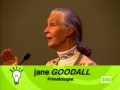 Jane Goodall on Chimpanzee and Human Emotions