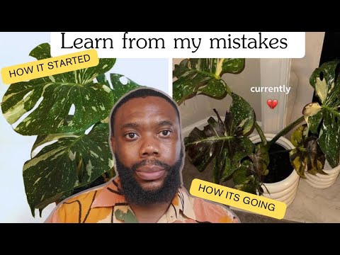 Miruplanttt: The Plant That's Changing Everything!