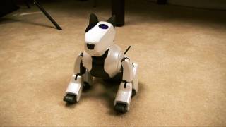 Maya's Mobility & Exploration (A Genibo-QD Film)