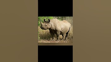 10 Most Ferocious Animals You DON