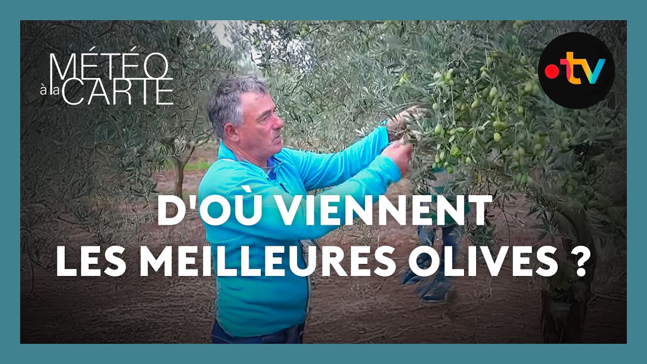 D'où viennent les meilleures olives ?