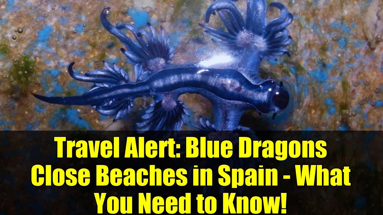 Travel Alert: Blue Dragons Close Beaches in Spain - What You Need to Know!