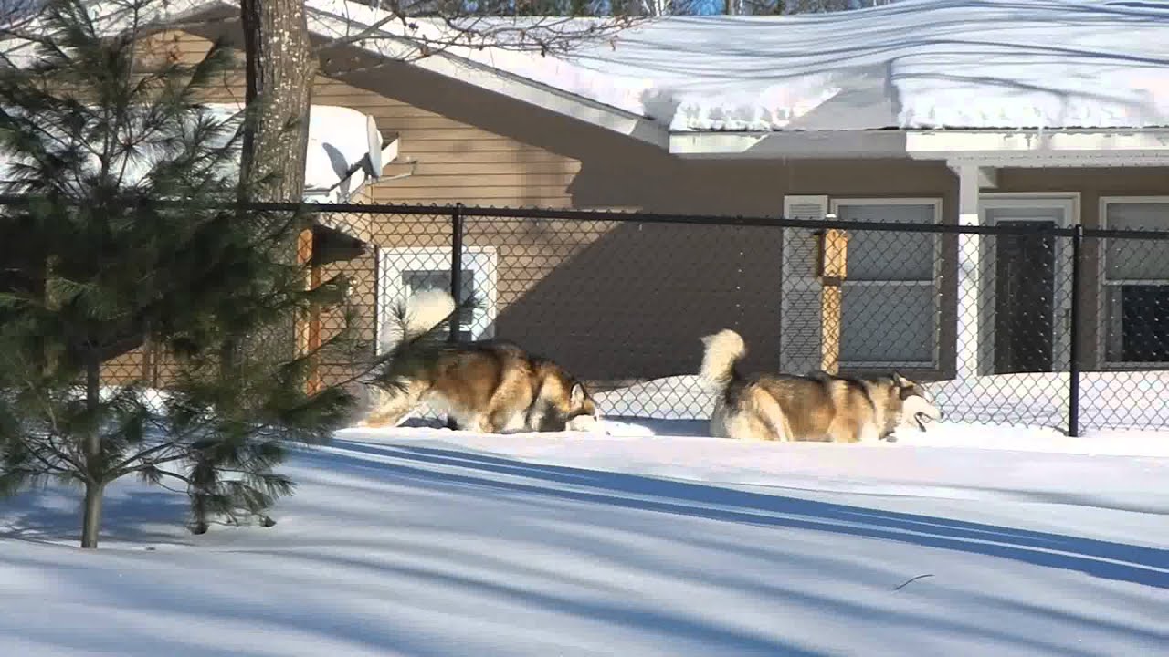 rescue dogs rock nyc Alaskan Malamutes Fenway & Tucker had a blast running laps today