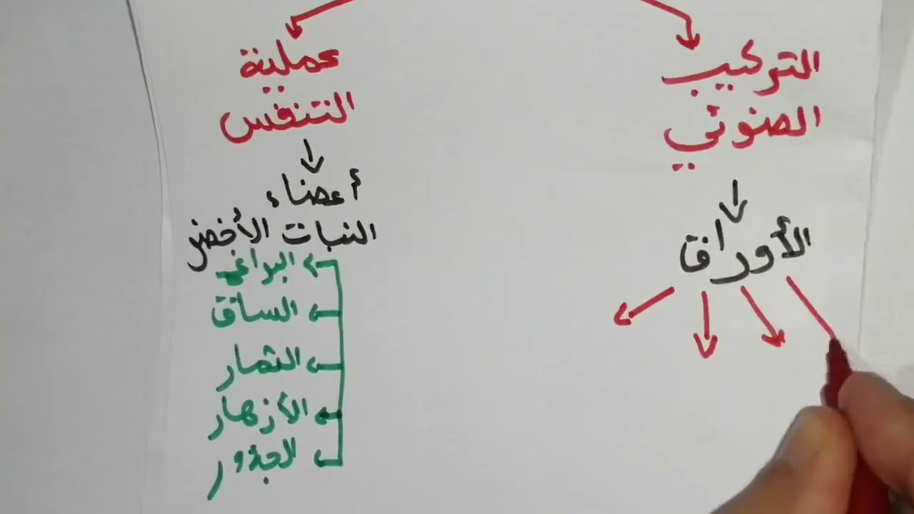 المبادلات الغازية التنفسية عند النبات الأخضر #علوم # سنة أولى متوسط