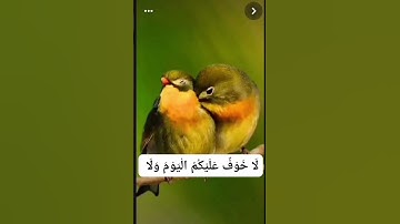 المنشاوي (يَا عِبَادِ لَا خَوْفٌ عَلَيْكُمُ الْيَوْمَ وَلَا أَنْتُمْ تَحْزَنُونَ)سورة الزخرف آية(68)