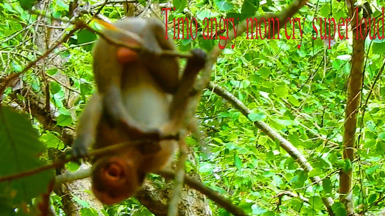 TIMO cry seriously angry with mom cos mom reject his milk / Monkey Post