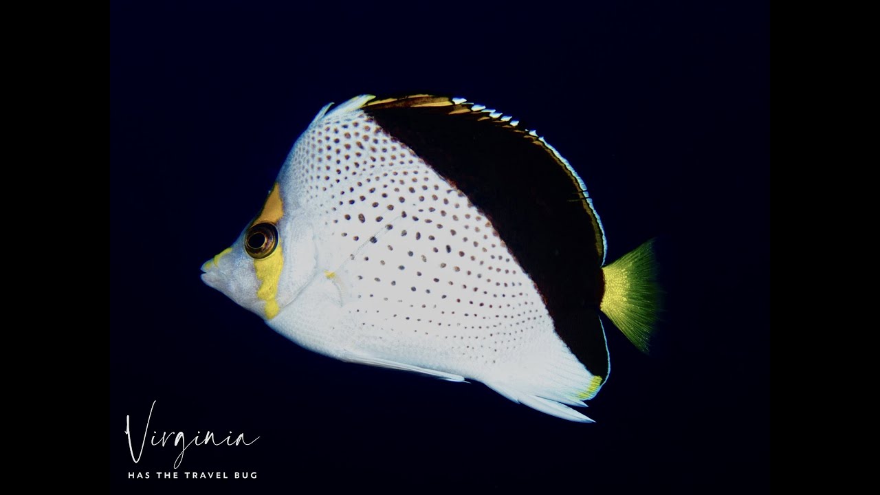 Tinker Butterflyfish  - Kona, Hawaii